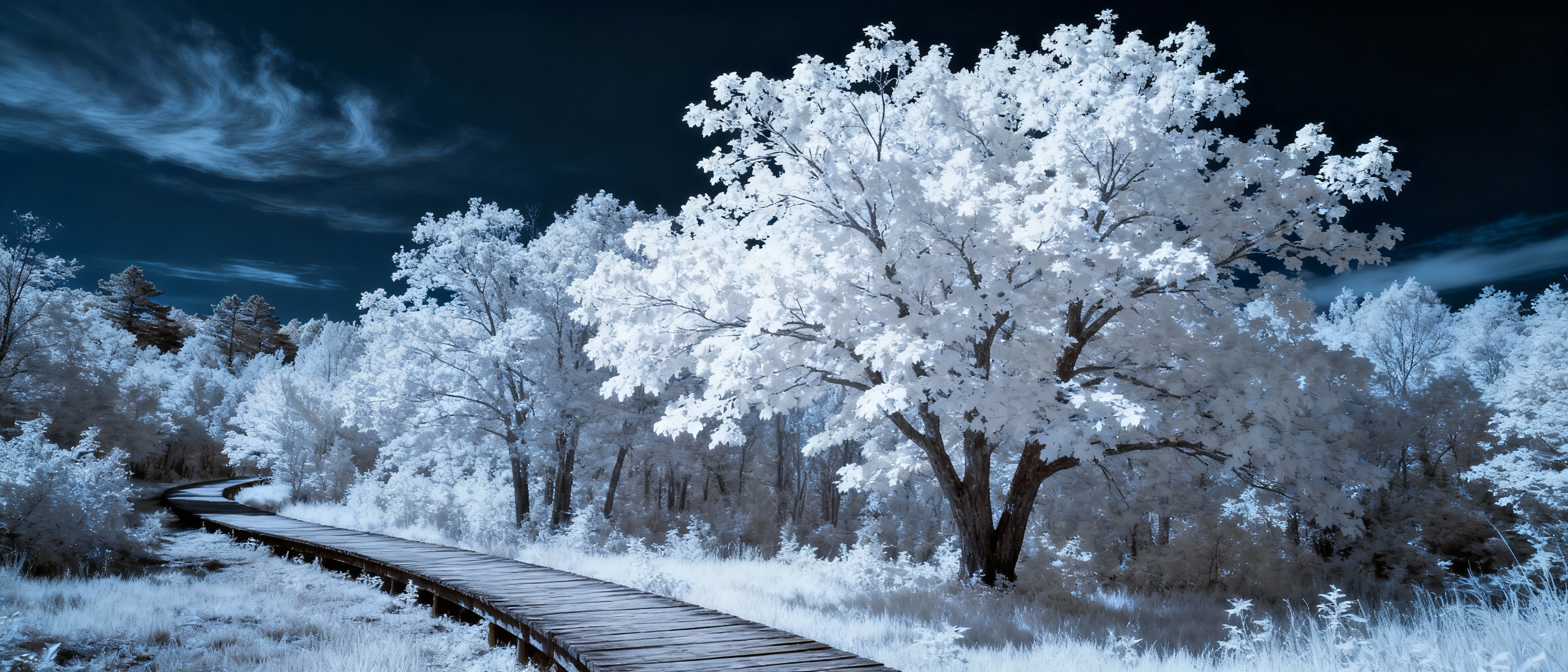 A serene forest scene captured with a full-spectrum camera: glowing white tree leaves under infrared light, a dark sky with subtle cloud textures, and a wooden path winding through the frame. The style is dreamlike, with high contrast and cool tones dominating the palette.